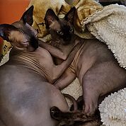 Nacktkatzen_vorschau
